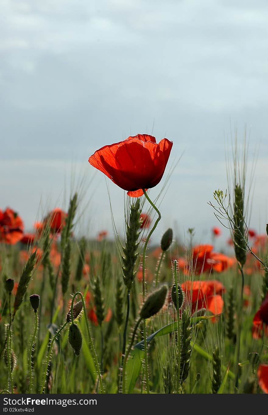 Field Of Red Poppies