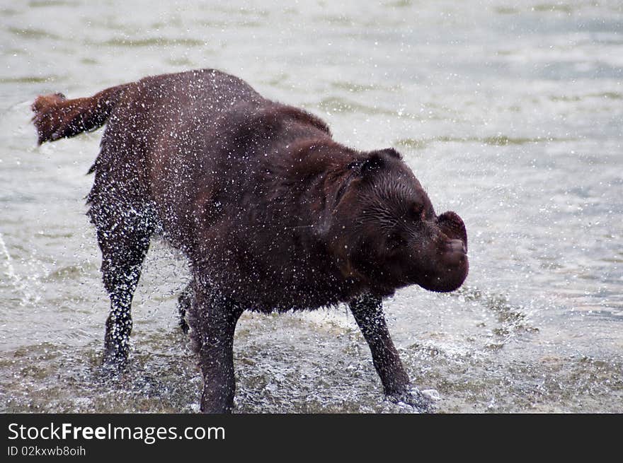 Labrador Retriever shaking off the water after swimming in the river. Labrador Retriever shaking off the water after swimming in the river