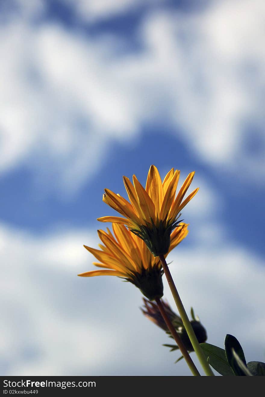 Daffodil yellow flower on blue sky blur