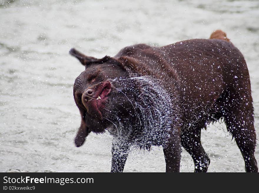 Chocolate Labrador Retriever shaking off water after playing in a river. Making a funny face as his lips go up and teeth show like a rabbit or chipmunk. Chocolate Labrador Retriever shaking off water after playing in a river. Making a funny face as his lips go up and teeth show like a rabbit or chipmunk