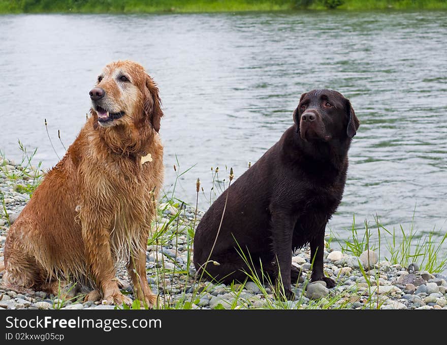 Golden and Labrador Retriever sitting by a river