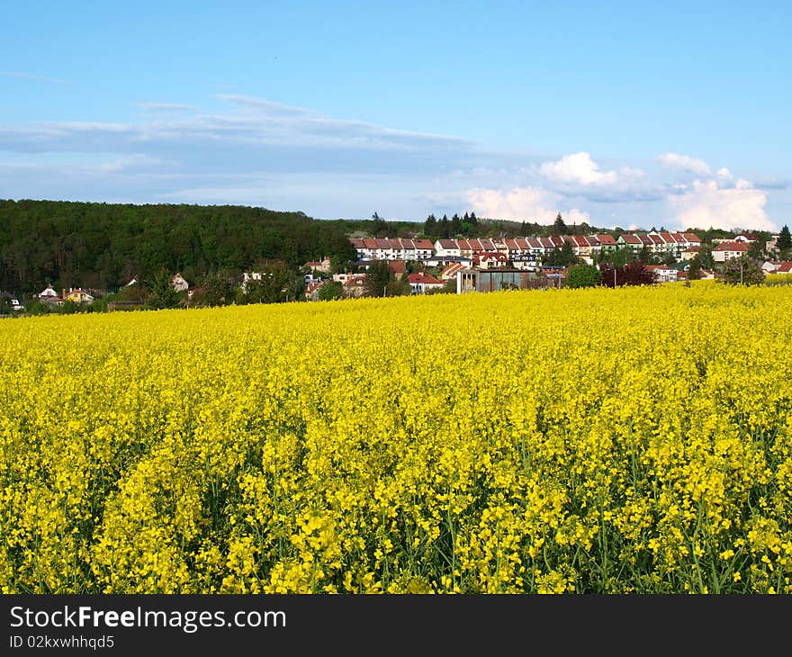 Yellow meadow with a village in the background.