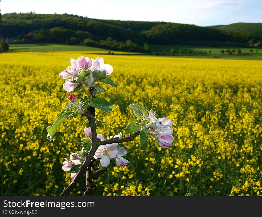 The apple tree in blossom. Yelow meadow in background.