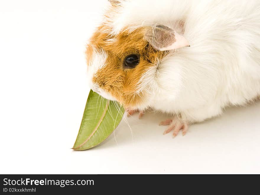 Guinea Pig