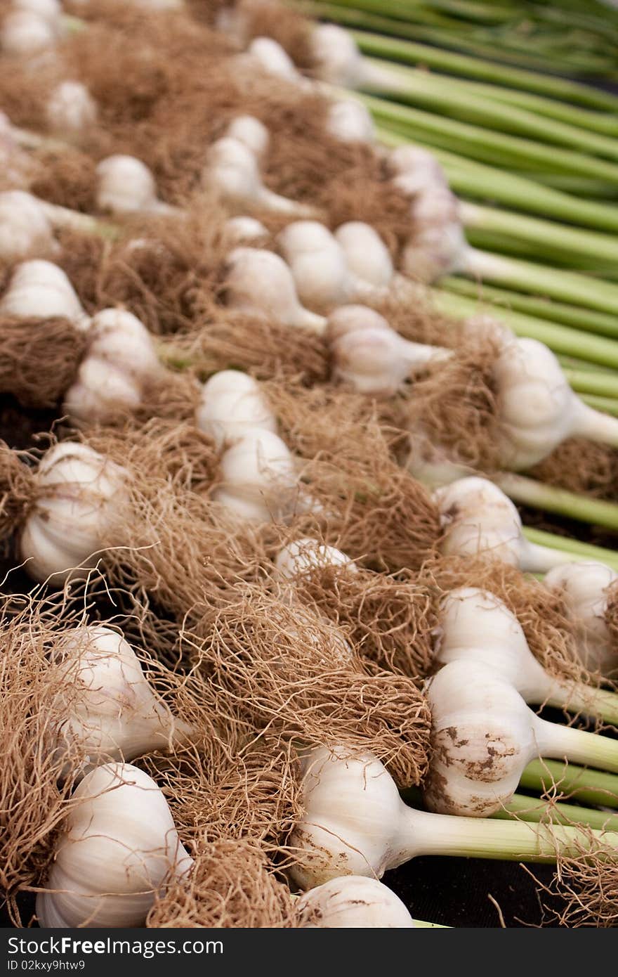 Fresh, organic garlic for sale at the local farmers market