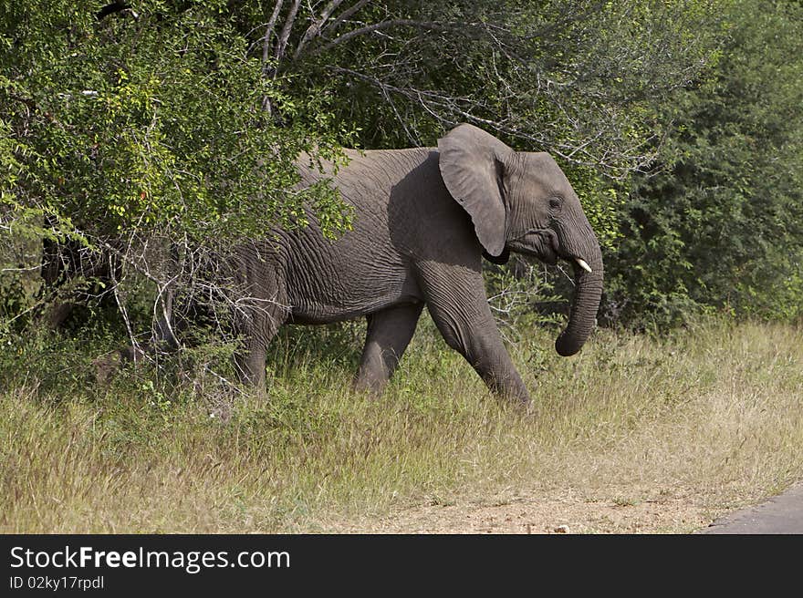 African in the Kruger National Park. African in the Kruger National Park