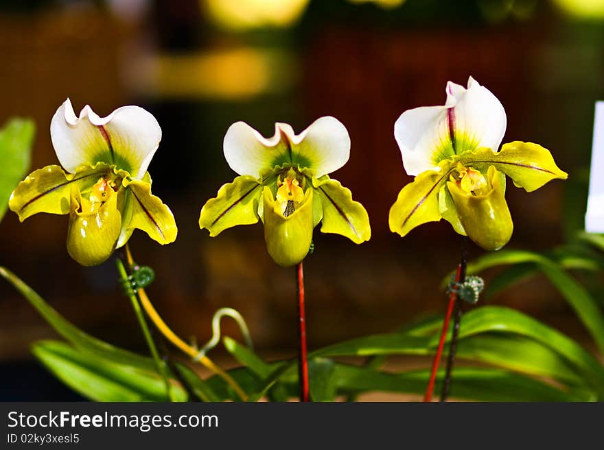 Paphiopedilum orchid is setting up for contest in flower festival. Paphiopedilum orchid is setting up for contest in flower festival