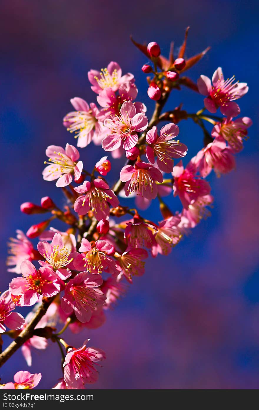 Thai s Sakura