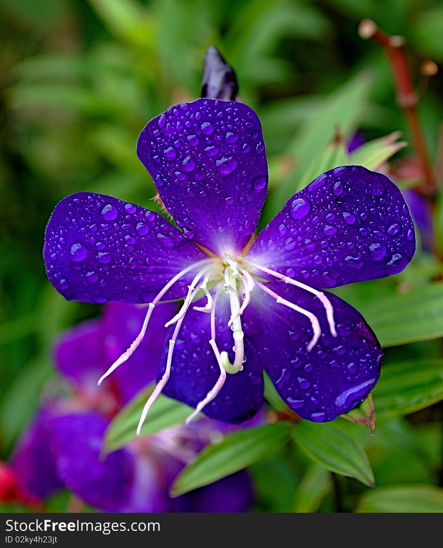 Flower Fighting The Rain