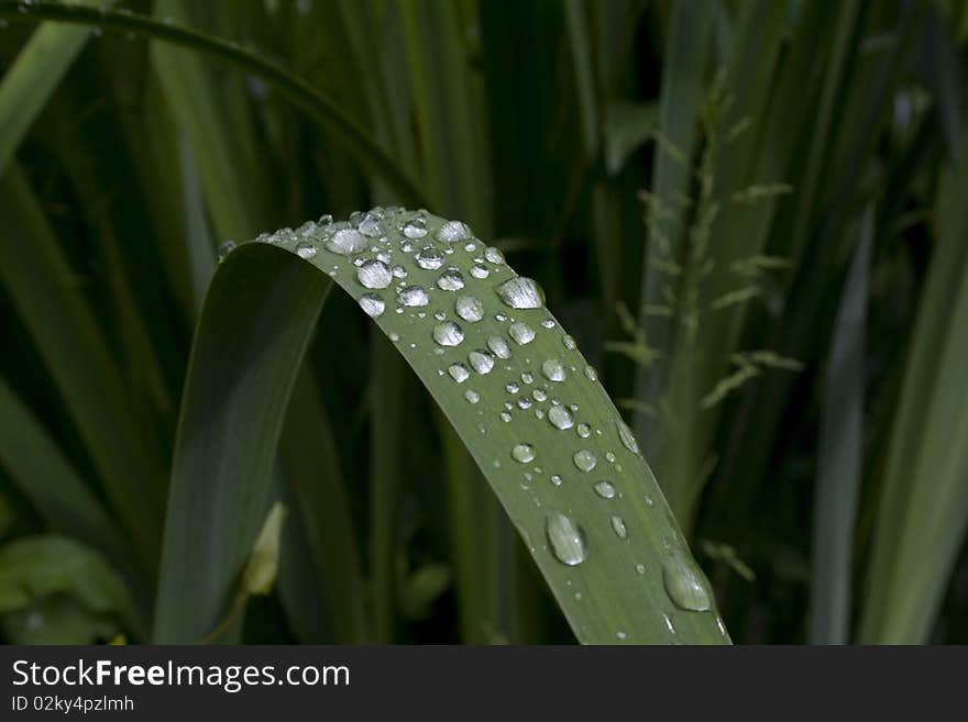 Dew. Dew drops on the leaf. Drops of water on the graas.