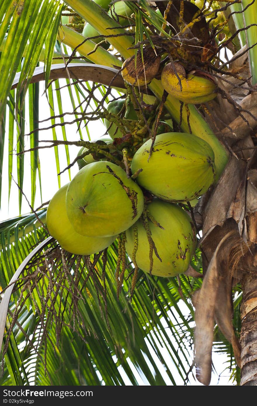 Coconuts tree with its fruits on the beach of Thailand. Coconuts tree with its fruits on the beach of Thailand