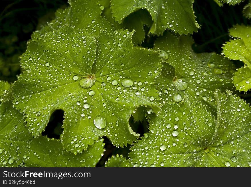 Dew. Dew drops on leavs. After the rain. Morning freshness. Dew. Dew drops on leavs. After the rain. Morning freshness.