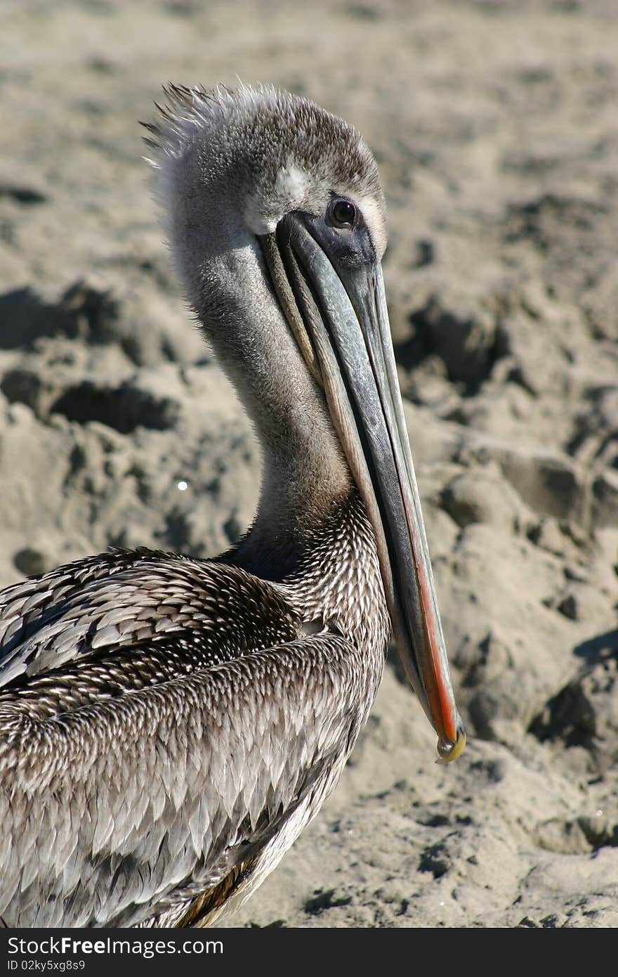 Resting pelican on Beach in Newport Beach. Resting pelican on Beach in Newport Beach