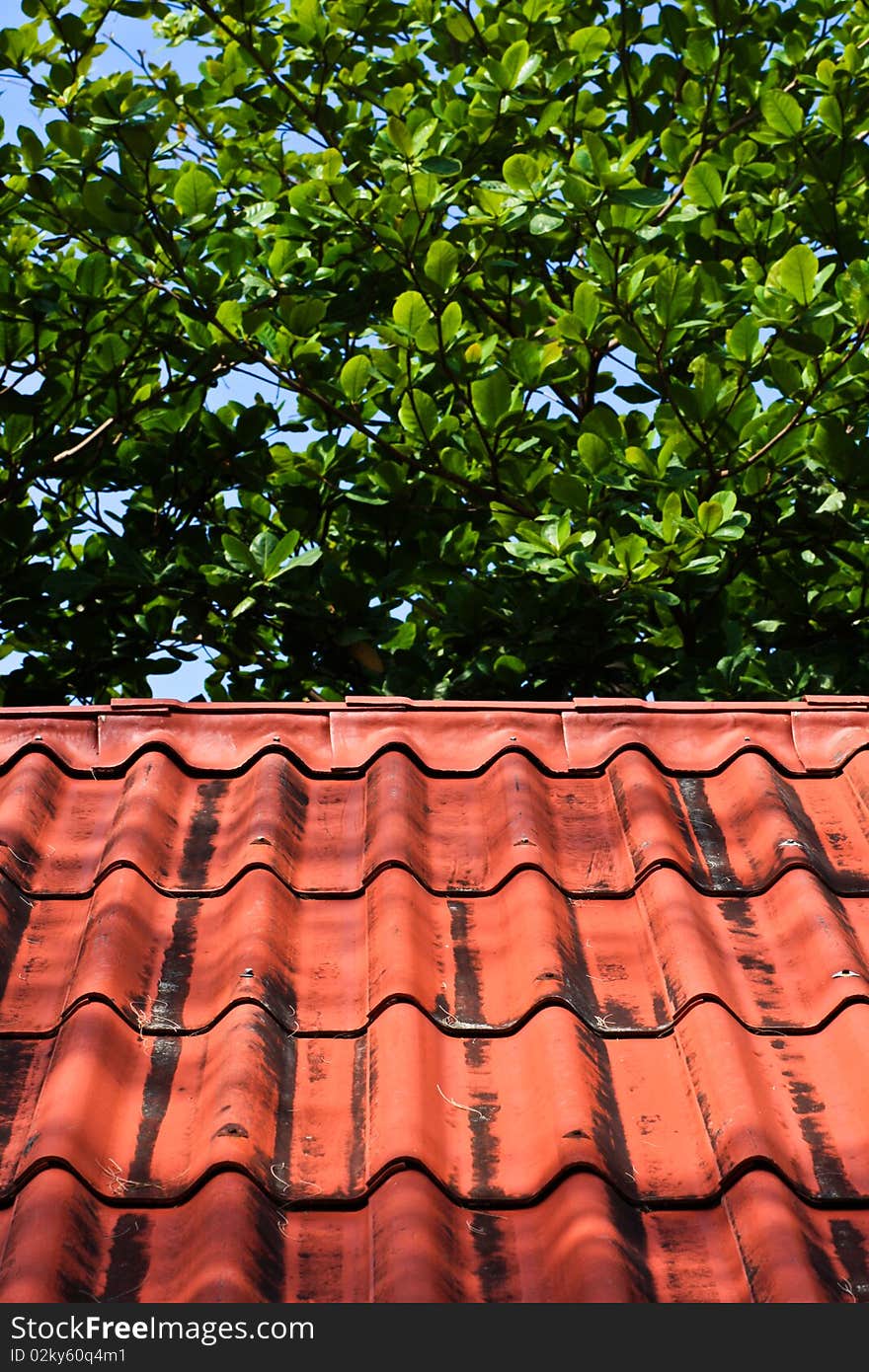 Roof And Leaf