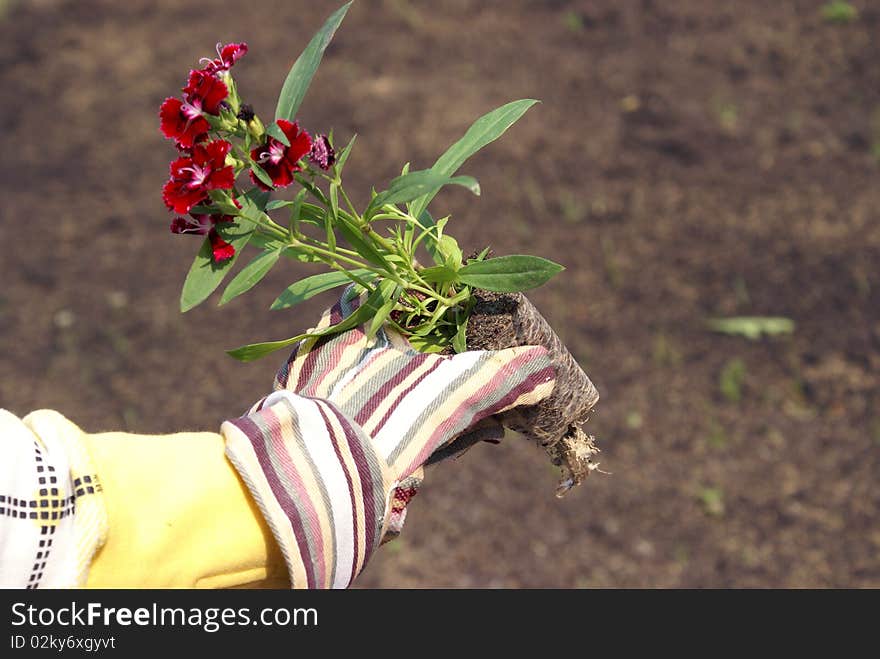 A gardener holds some flowers that are going to be planted in the garden. A gardener holds some flowers that are going to be planted in the garden.