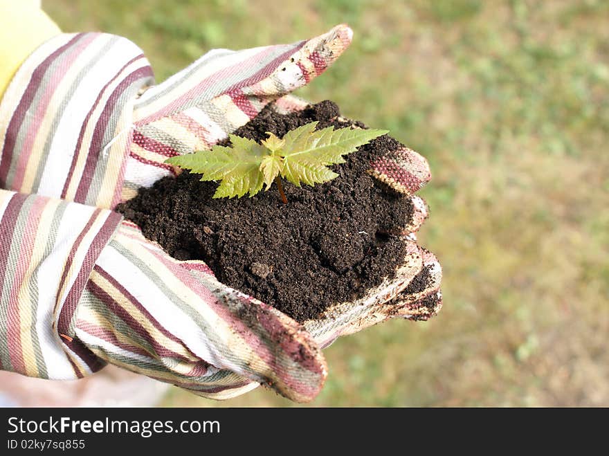 A gardener protects the new life of a tree in the palm of her hands.