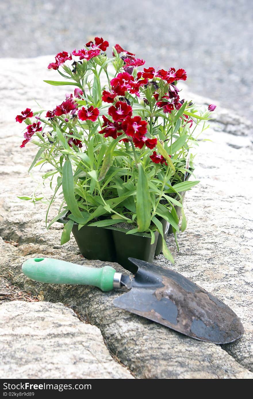 A rack of flowers rests on a rock before being planted in a garden. A rack of flowers rests on a rock before being planted in a garden.