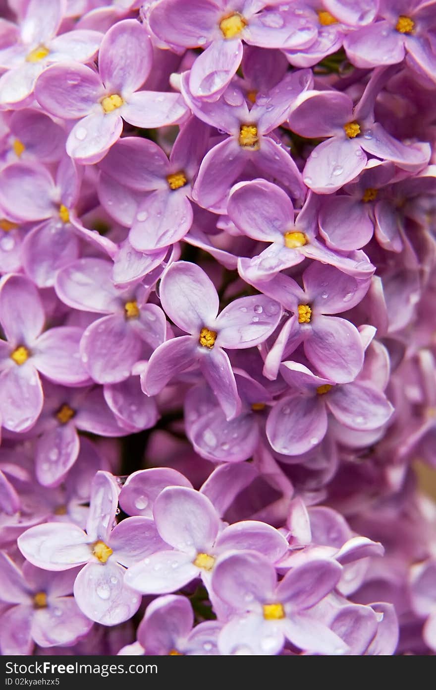 Close-up beautiful lilac flowers