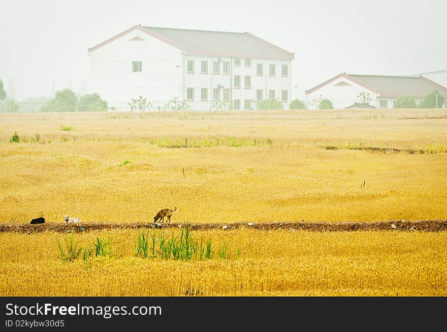 Wheat, the cornfield in summer. Means a harvest in autumn.