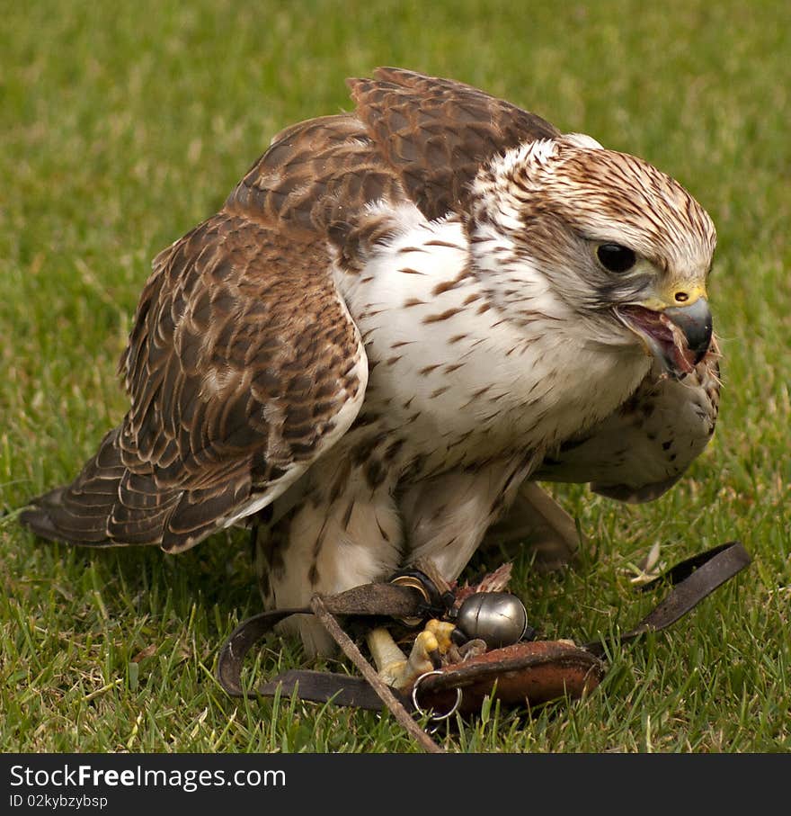 A falcon after it has just knocked it's lunch out of the air