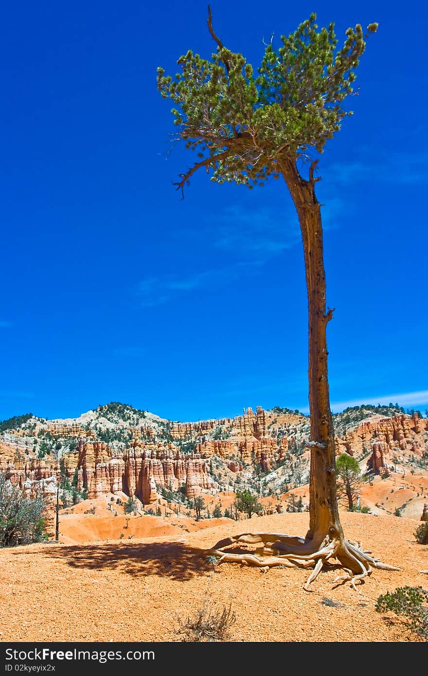 Lone pine tree over a ridge in Bryce Canyon National Park. Lone pine tree over a ridge in Bryce Canyon National Park