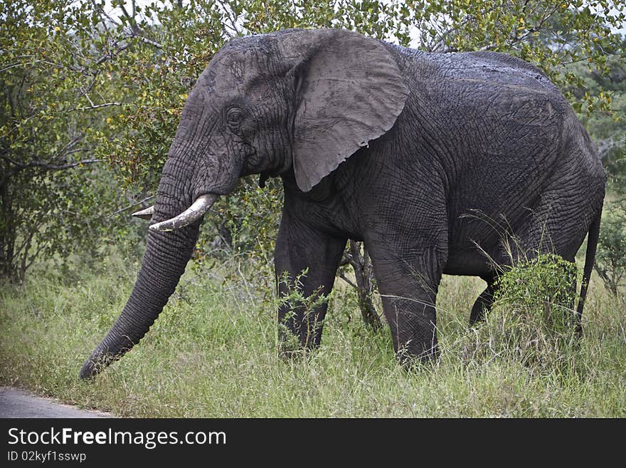 A bull elephant in Kruger National Park, South Africa