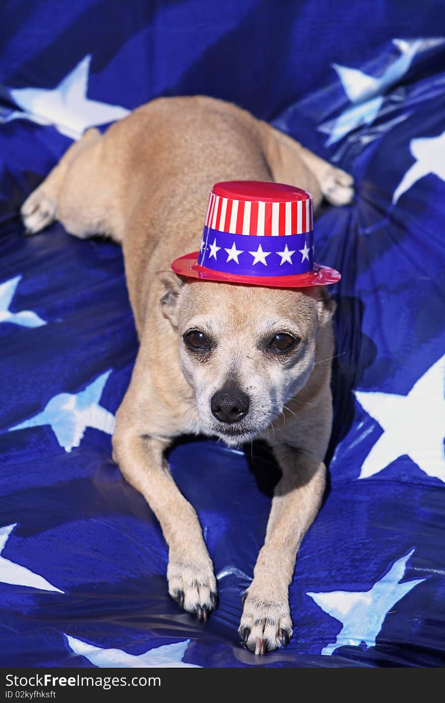 Mexican Chihuahua with Patriotic Hat on Blue and White Star Background. Mexican Chihuahua with Patriotic Hat on Blue and White Star Background