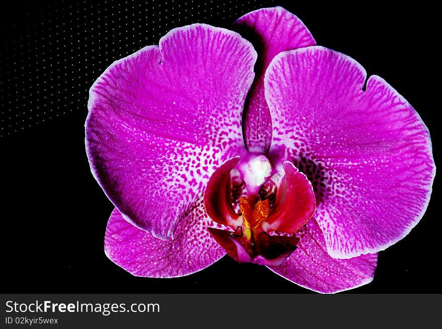 Micro orchid