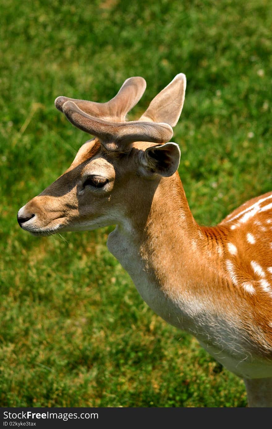 A male fallow deer in velvet antlers. A male fallow deer in velvet antlers