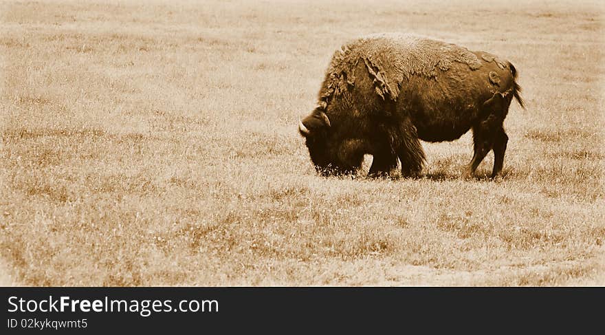 A buffalo in a field alone