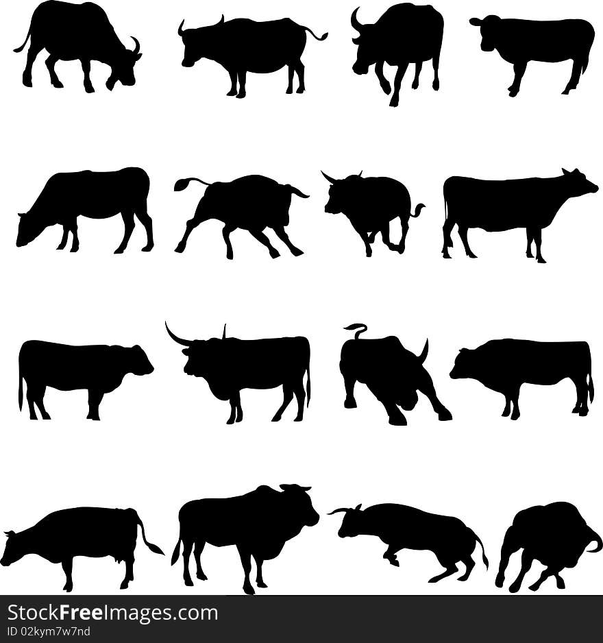 Bovine Animals From Around The World.