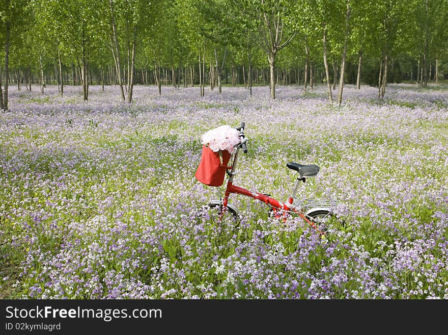 Bicycle In Wildflower Field