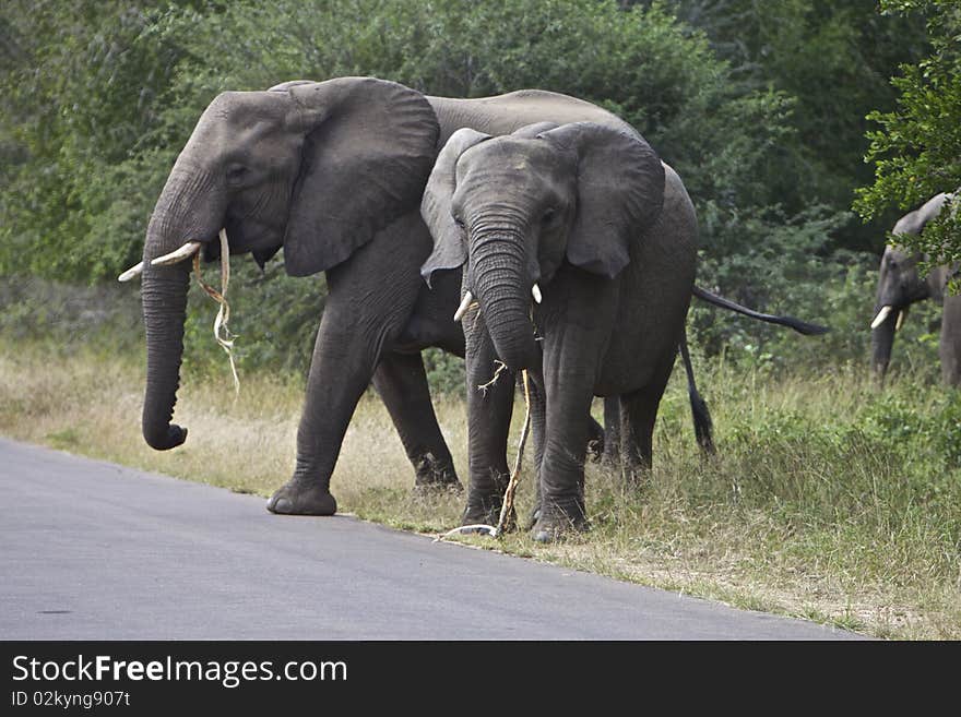 A herd of African Elephants are standing close together at an road in the heat of the day at the Kruger National Park in South Africa, 2010. A herd of African Elephants are standing close together at an road in the heat of the day at the Kruger National Park in South Africa, 2010