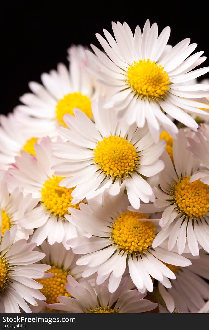 Colorful daisy closeup shot on dark background