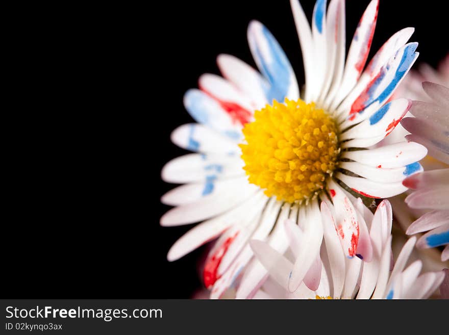 Colored / painted daisy closeup shot on dark background