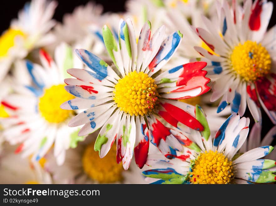 Colored / painted daisy closeup shot on dark background