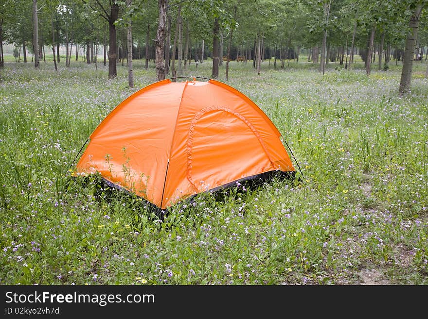 Tent set up for camping in grove. Tent set up for camping in grove