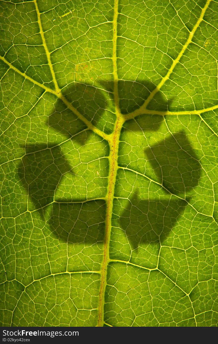 Green Leaf Structure with recycling shadow shot over light. Green Leaf Structure with recycling shadow shot over light