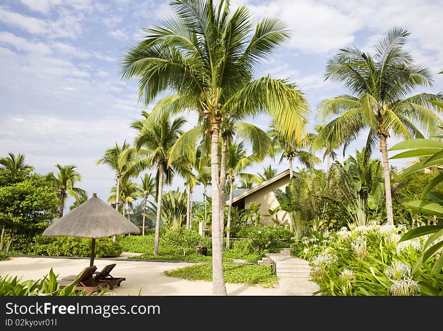 Tropical garden with palm trees and parasol. Tropical garden with palm trees and parasol