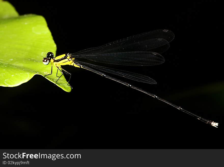 Dragonfly On A Leaf