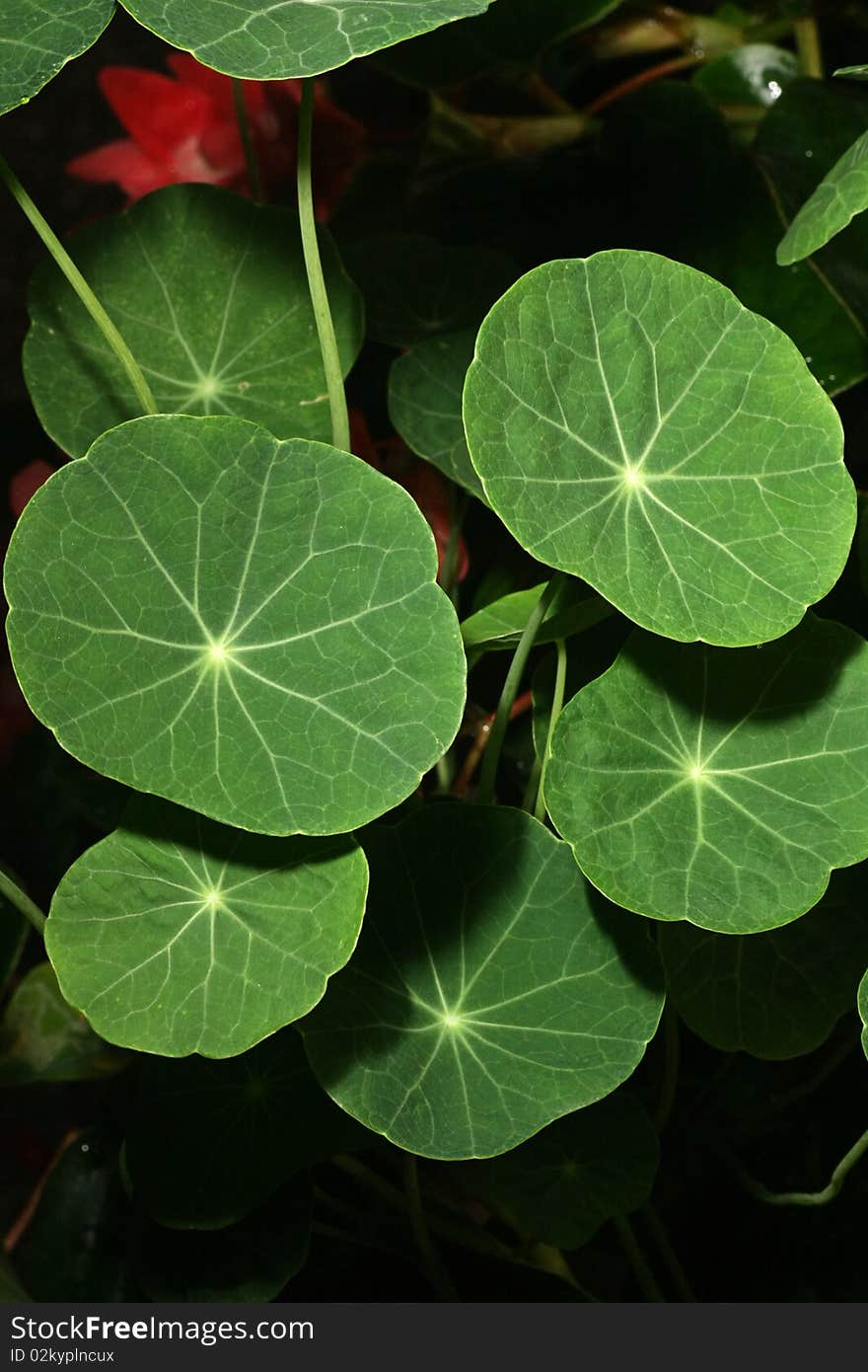 Fresh Green Leaf In The Forrest