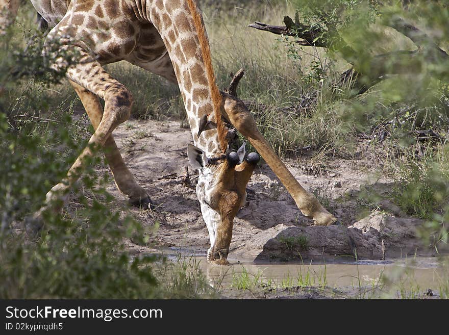 Giraffe drinking (Giraffa camelopardalis) Kruger National Park, South Africa