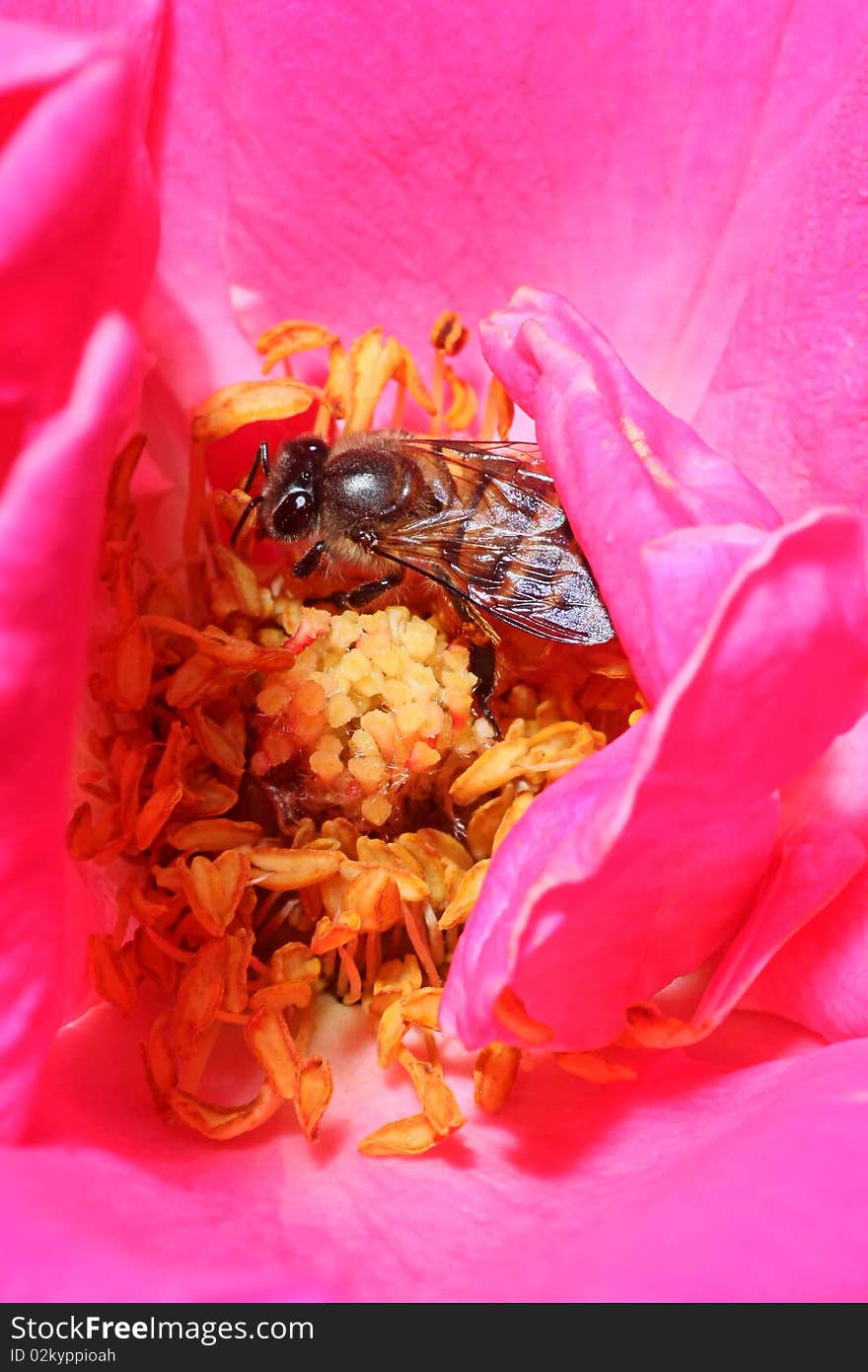 Cute bee in red rose