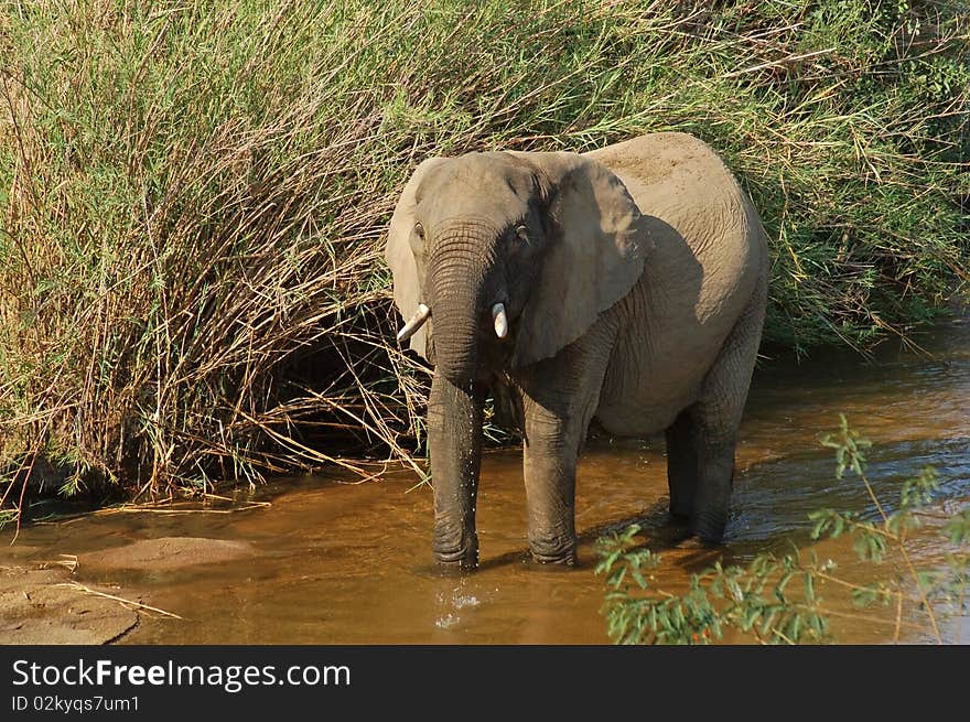 African Elephant drinking at a river in the Kruger Park, South Africa.