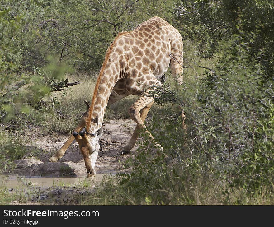 Giraffe drinking water