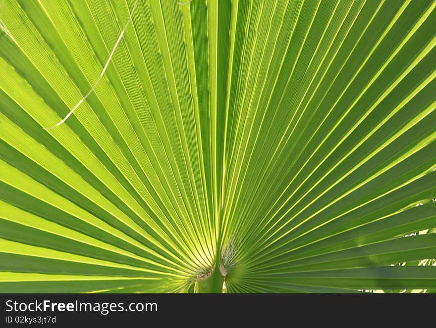 Beautiful green palm leaf background with backlighting