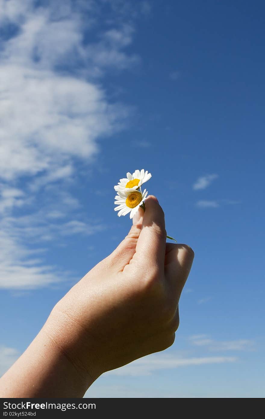 Isolated daisies and a girl hand on a blue sky