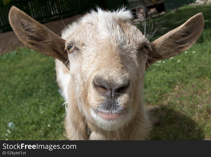 Brown goat portrait, farm animal