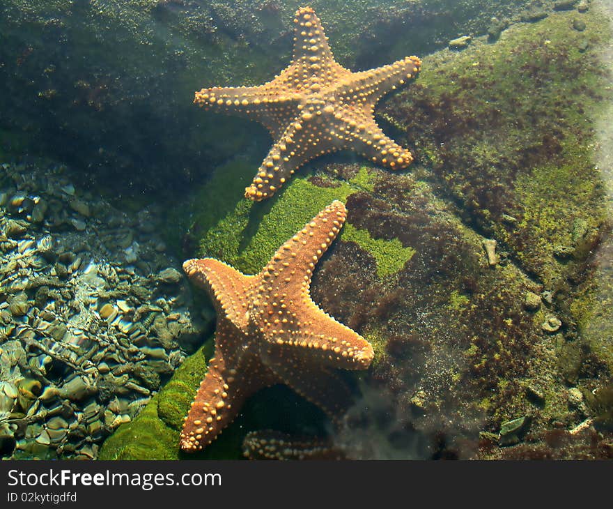 Marine life in an aquarium for our viewing. Marine life in an aquarium for our viewing