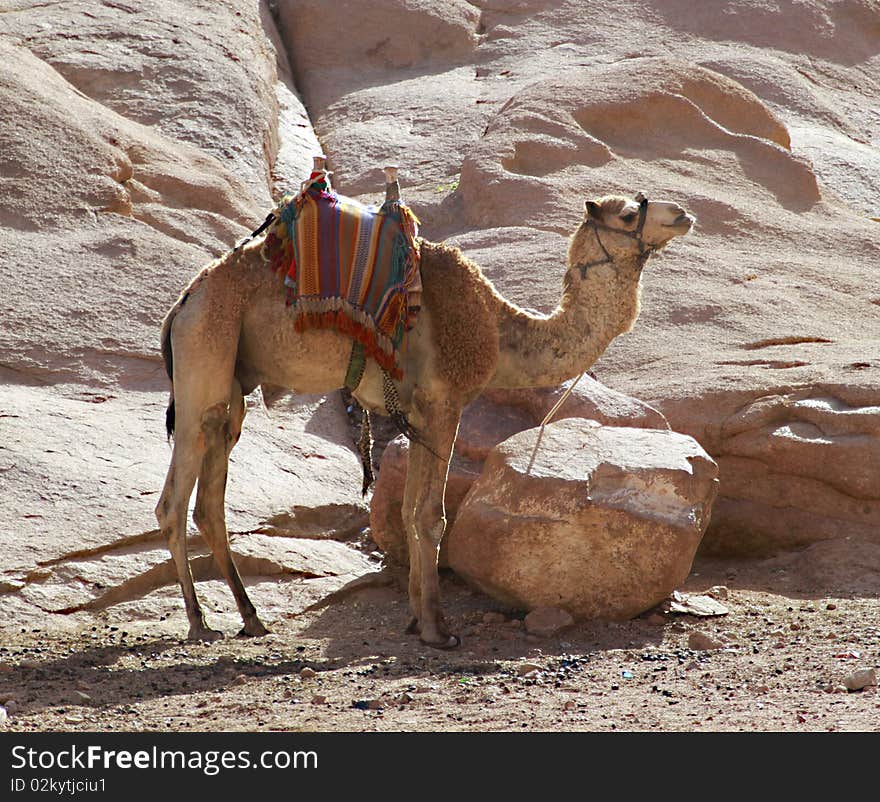 Camel in mountains